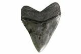 Huge, Fossil Megalodon Tooth - South Carolina #160252-2